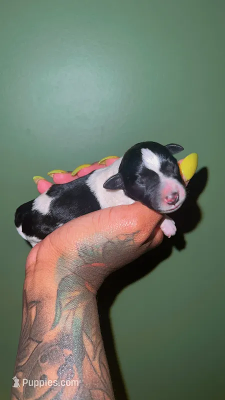 PARTI SCHNOODLE MALE – Schnoodle puppy for sale in Locust Grove, GA