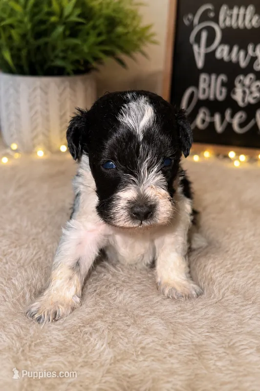 PARTI SCHNOODLE MALE – Schnoodle puppy for sale in Locust Grove, GA