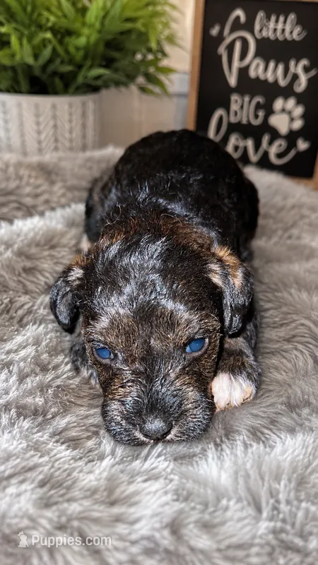 MALE SCHNOODLE – Schnoodle puppy for sale in Locust Grove, GA