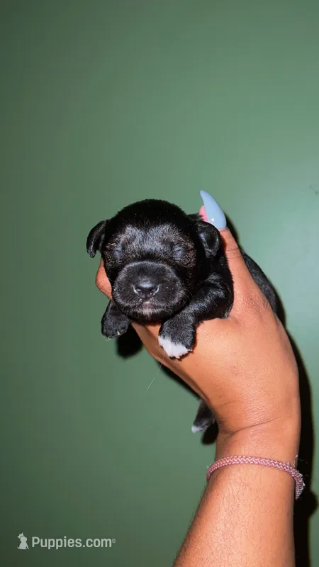 MALE SCHNOODLE – Schnoodle puppy for sale in Locust Grove, GA