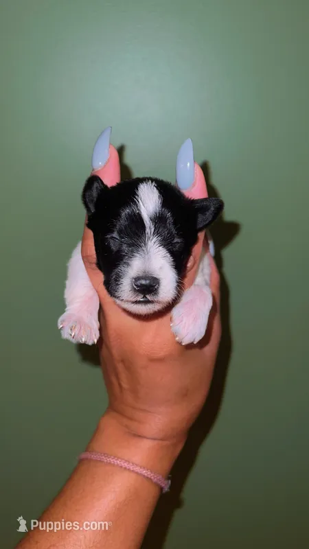 PARTI SCHNOODLE MALE – Schnoodle puppy for sale in Locust Grove, GA