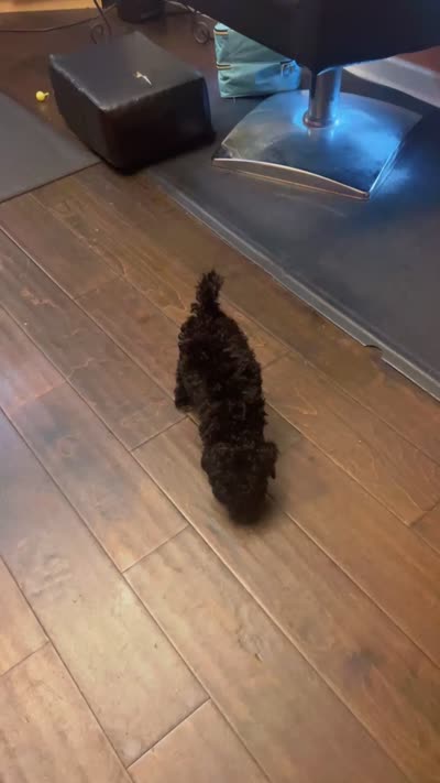 Girl, a female Double Doodle for sale in Locust Grove, GA – 1 of 1