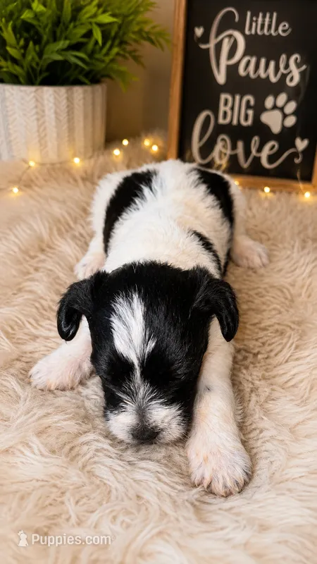PARTI SCHNOODLE MALE – Schnoodle puppy for sale in Locust Grove, GA