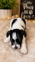 PARTI SCHNOODLE MALE, a male Schnoodle for sale in Locust Grove, GA – 1 of 5