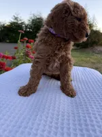 Archie, a male Goldendoodle for sale in Ridgefield, WA – 2 of 4