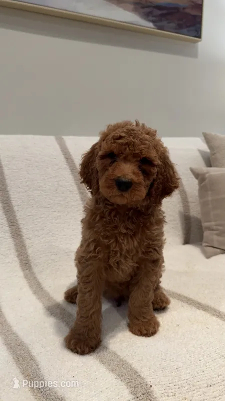 Teddy – Goldendoodle puppy for sale in Ridgefield, WA