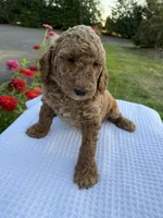 Milo, a male Goldendoodle for sale in Ridgefield, WA – 2 of 4