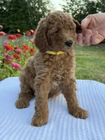 Hazel , a female Goldendoodle for sale in Ridgefield, WA – 3 of 3