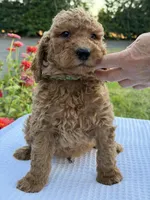 Teddy, a male Goldendoodle for sale in Ridgefield, WA – 2 of 3