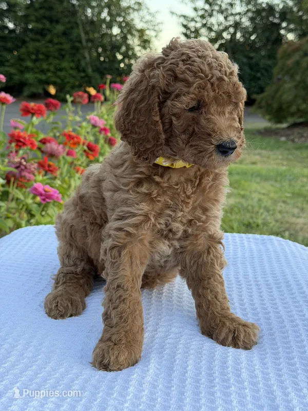 Hazel  – Goldendoodle puppy for sale in Ridgefield, WA