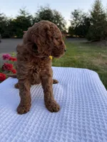 Rosie, a female Goldendoodle for sale in Ridgefield, WA – 3 of 3
