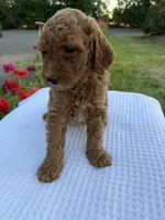Archie, a male Goldendoodle for sale in Ridgefield, WA – 1 of 4