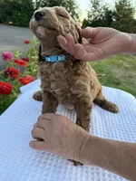 Milo, a male Goldendoodle for sale in Ridgefield, WA – 4 of 4