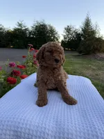 Teddy, a male Goldendoodle for sale in Ridgefield, WA – 1 of 3