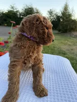 Archie, a male Goldendoodle for sale in Ridgefield, WA – 4 of 4