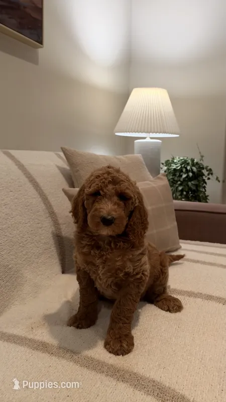 Milo – Goldendoodle puppy for sale in Ridgefield, WA