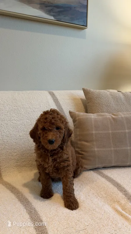 Maple  – Goldendoodle puppy for sale in Ridgefield, WA