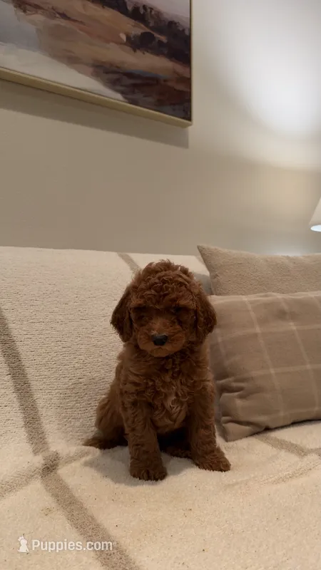 Archie – Goldendoodle puppy for sale in Ridgefield, WA