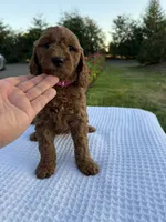 Rosie, a female Goldendoodle for sale in Ridgefield, WA – 1 of 3