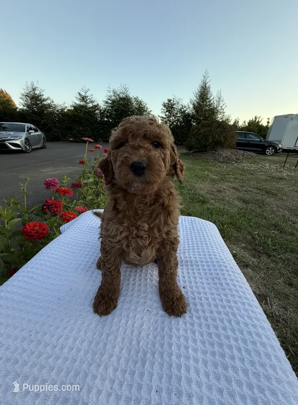 Maple  – Goldendoodle puppy for sale in Ridgefield, WA