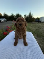 Maple , a female Goldendoodle for sale in Ridgefield, WA – 1 of 3
