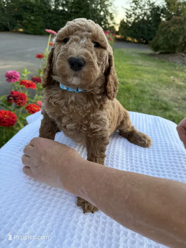 Milo – Goldendoodle puppy for sale in Ridgefield, WA