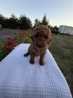 Maple , a female Goldendoodle for sale in Ridgefield, WA – 3 of 3