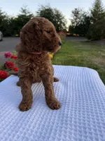 Rosie, a female Goldendoodle for sale in Ridgefield, WA – 2 of 3