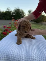Teddy, a male Goldendoodle for sale in Ridgefield, WA – 3 of 3