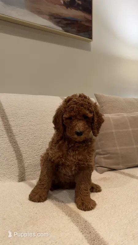 Hazel  – Goldendoodle puppy for sale in Ridgefield, WA