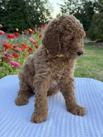 Hazel , a female Goldendoodle for sale in Ridgefield, WA – 2 of 3