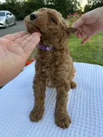 Archie, a male Goldendoodle for sale in Ridgefield, WA – 3 of 4