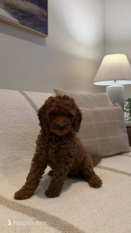 Rosie – Goldendoodle puppy for sale in Ridgefield, WA