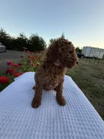 Maple , a female Goldendoodle for sale in Ridgefield, WA – 2 of 3