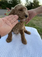 Milo, a male Goldendoodle for sale in Ridgefield, WA – 3 of 4