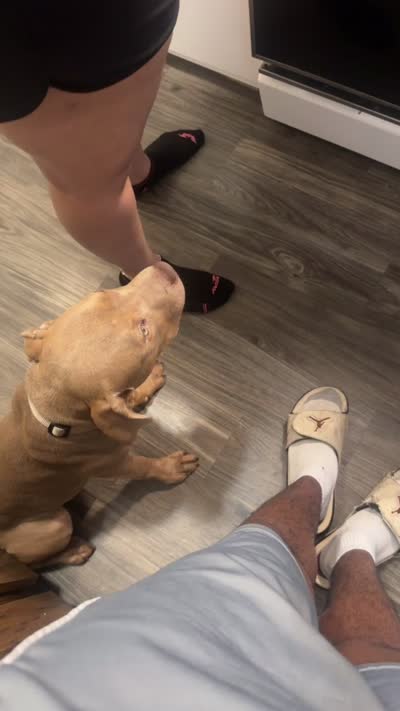 Leto , a male American Bully and American Pit Bull Terrier for sale in Florissant, MO – 10 of 10