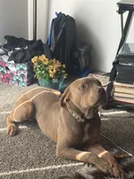 Leto , a male American Bully and American Pit Bull Terrier for sale in Florissant, MO – 5 of 10