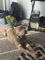 Leto , a male American Bully and American Pit Bull Terrier for sale in Florissant, MO – 8 of 10