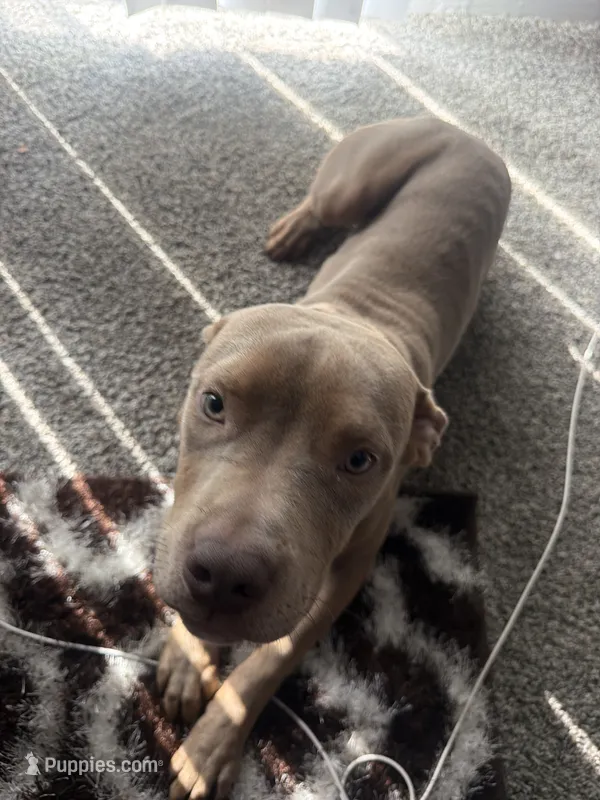 Leto  – American Bully, American Pit Bull Terrier puppy for sale in Florissant, MO