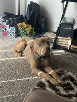 Leto , a male American Bully and American Pit Bull Terrier for sale in Florissant, MO – 7 of 10