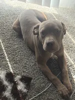 Leto , a male American Bully and American Pit Bull Terrier for sale in Florissant, MO – 2 of 10