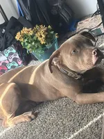 Leto , a male American Bully and American Pit Bull Terrier for sale in Florissant, MO – 3 of 10
