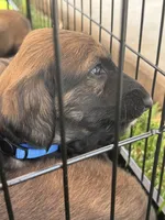 Prince William, a male Afghan Hound for sale in Cottonwood, CA – 3 of 4