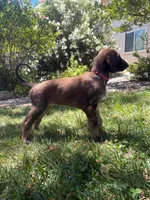Prince Le Rougé, a male Afghan Hound for sale in Cottonwood, CA – 4 of 5