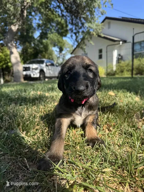 Princess Rose – Afghan Hound puppy for sale in Cottonwood, CA