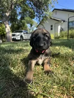 Princess Rose, a female Afghan Hound for sale in Cottonwood, CA – 1 of 5