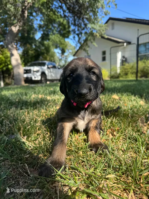 Prince Le Rougé – Afghan Hound puppy for sale in Cottonwood, CA