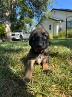 Prince Le Rougé, a male Afghan Hound for sale in Cottonwood, CA – 1 of 5