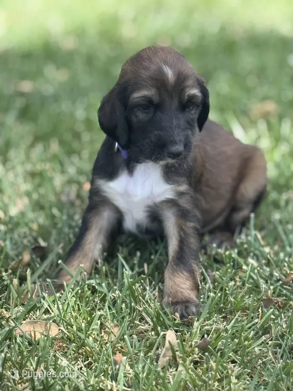 Prince William – Afghan Hound puppy for sale in Cottonwood, CA