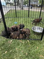 Prince William, a male Afghan Hound for sale in Cottonwood, CA – 4 of 4